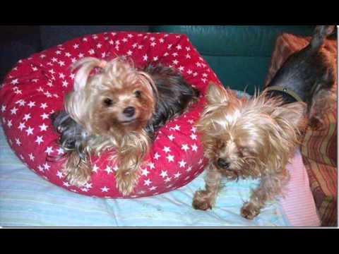 A Tribute to Lolita - a special little Yorkie who died today. 1 A Tribute to Lolita - a special little Yorkie who died today.